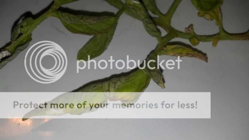  photo IMG_20140522_143259_403_zpstyyqjxr5.jpg